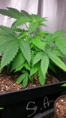 StrawberryAmne Cro 55