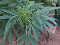 plant2