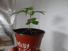 bout'z Moby Dick