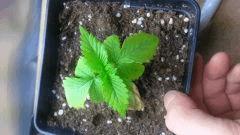 Moby 1