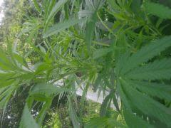 IMG 20140814 091257