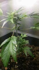 Shark auto Flo 18