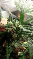 Blue pyramid auto Flo 22
