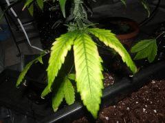 Feuille carence (2)