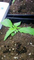 strawberry amnesia