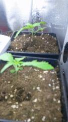 Strawberry amnesia
