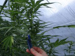 plant2