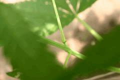 IMG 7752