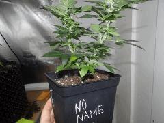 No name (2)