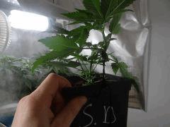 Sour Diesel