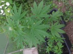 IMG 20140814 091040