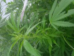 IMG 20140814 091339