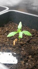 Auto Blue pyramid
