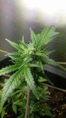 shark auto Flo 19