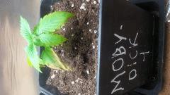 Moby 1