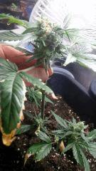Blue pyramid auto Flo 22 (2)