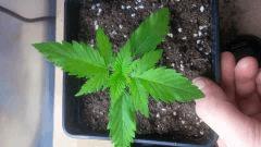 Strawberry 1