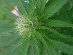 IMG 20140814 091017