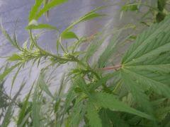IMG 20140814 091323