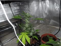 Strawberry Amensia Flo   38