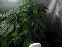 Moby Dick (2)