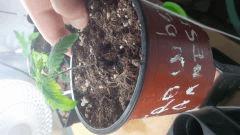 IMG 20141220 140258