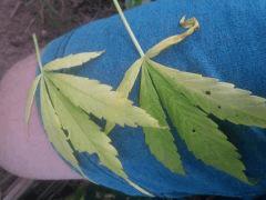 IMG 20140814 091229