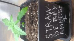 Strawberry 1
