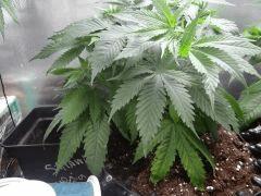 Strawberry Amnesia 001