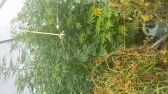 IMG 20140812 112345