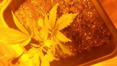 Auto Blue Pyramid