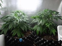 Moby Dick   Strawberry Amnesia, petite carence En Mg