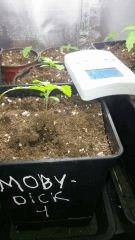 Moby dick