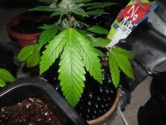 Feuille No name