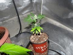 Strawberry amnesia 002