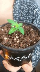 Sour D Cro   7