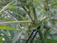 plant2