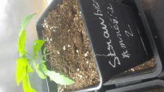 Strawberry amnesia 2