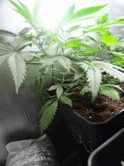 SuperLemonHaze 001