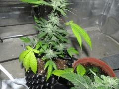 Strawberry amnesia 001