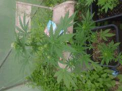 IMG 20140814 090953