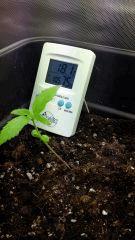 Auto Shark