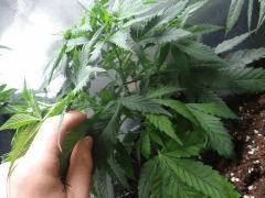 StrawberrryAmnesia