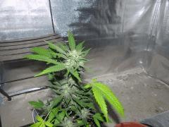 Strawberry amnesia