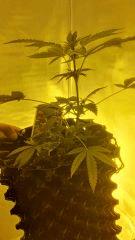StrawberryAmne Strech 20 Flo 5 (3)