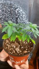 NoName Cro 55