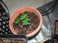 Strawberry amensia bout'z 001
