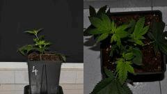 maple4