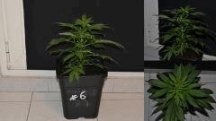 maple6