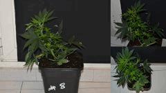 maple8